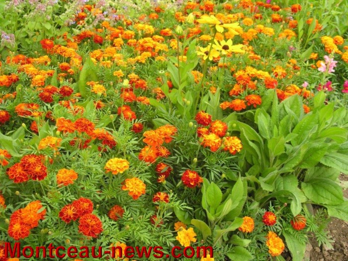 jardin aout 23081419