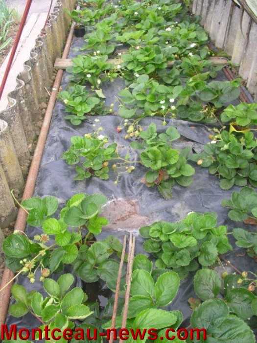 jardin aout 2308143