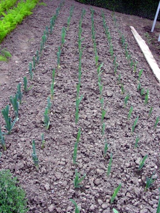 jardin aout 2308145
