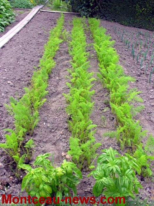 jardin aout 2308146