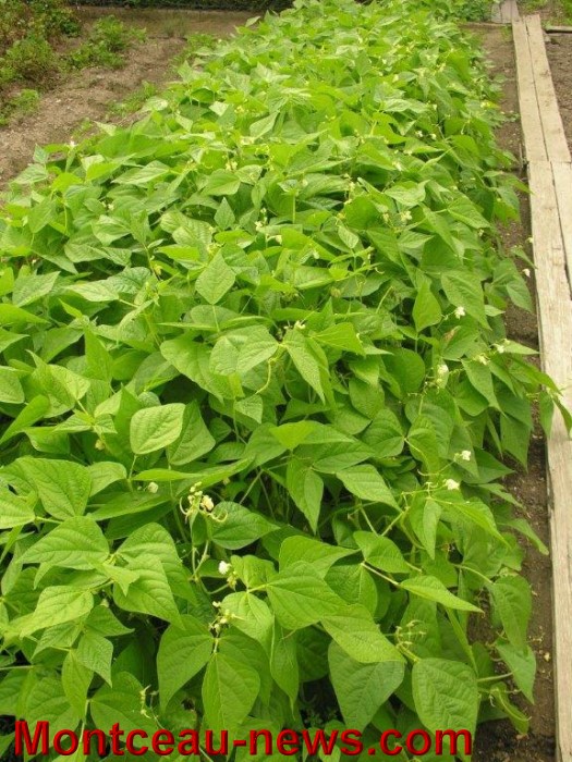 jardin aout 2308147