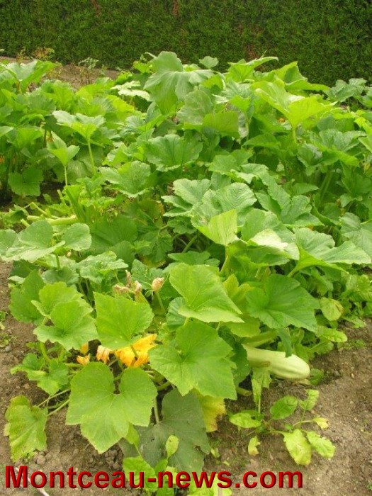 jardin aout 2308148