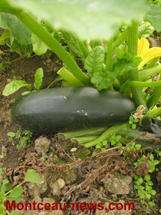 jardin aout 2308149