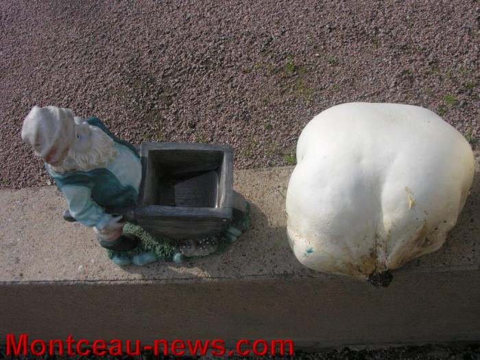 vesse loup 1308145