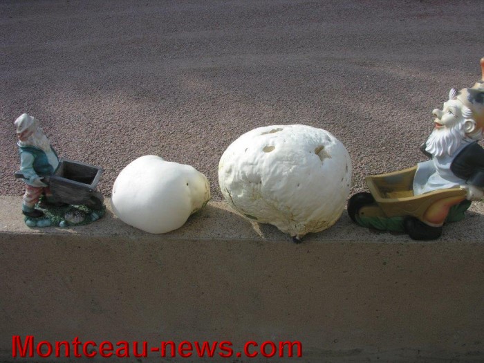 vesse loup 1308146