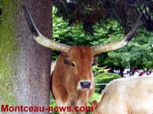 « Les Animaliades » (Blanzy)