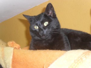 Du côté des «Cat’Patt»