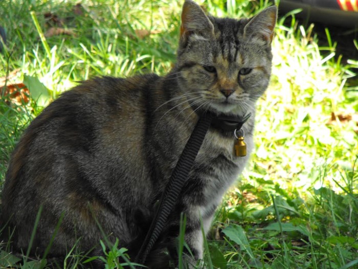 chat perdu 0410142