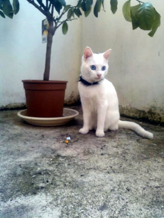 chat perdu 1710142