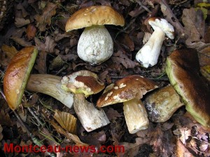 Mycologie (Bassin minier)