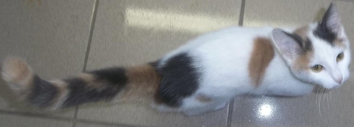 spa 4 pattes 2610145