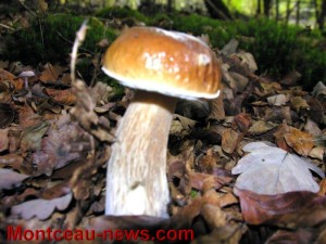 Mycologie