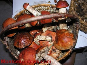 Mycologie