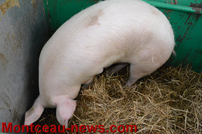 marronniers cochon 2711143