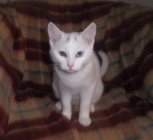 Du côté des «Cat’Patt»