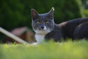 Chat perdu (Saint-Vallier)