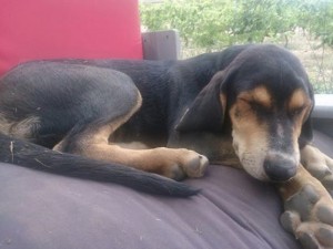 Chien perdu (Saint-Vallier)