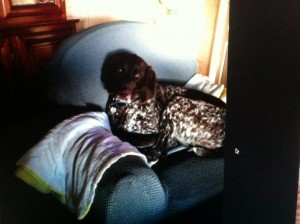 Chien perdu (Torcy)