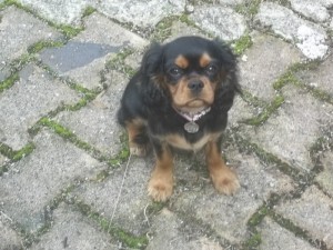 Chien perdu (Blanzy)