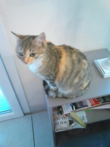donne chats 1112142