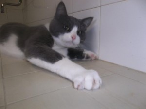 Du côté des «Cat’Patt»