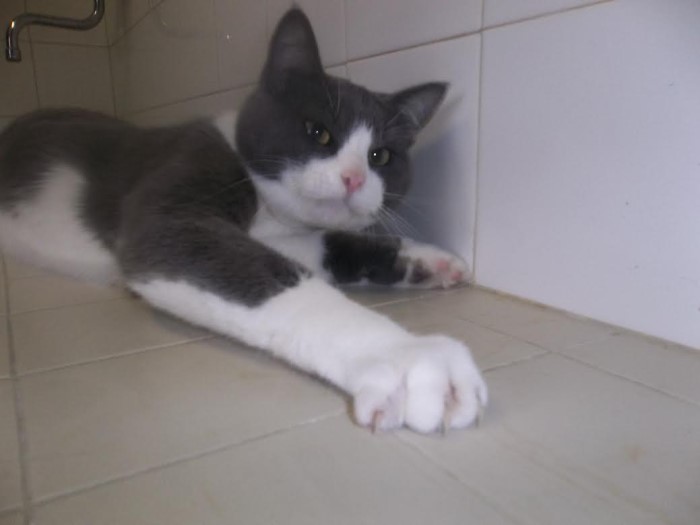 spa 4 pattes 2112142