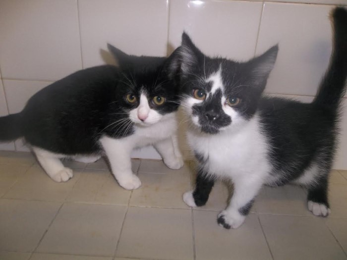 spa 4 pattes 2112145