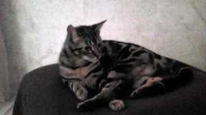 Chat perdu (Saint-Bérain-Sous-Sanvignes)