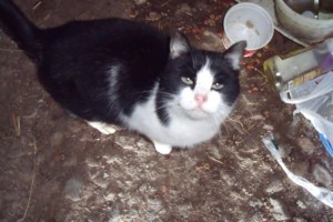 Chat trouvé à Charmoy