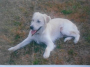 Chien perdu (Sanvignes)