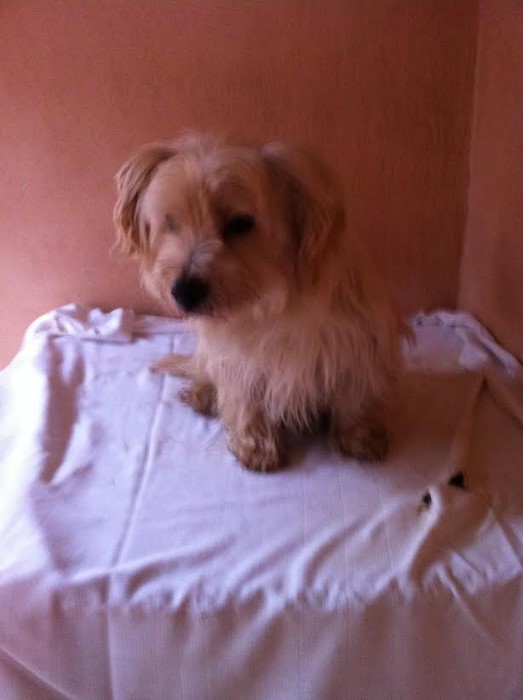 spa chien 1701152