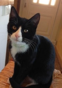 Chat perdu (Saint-Vallier)