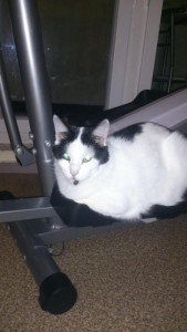 Chat perdu (Saint-Vallier)