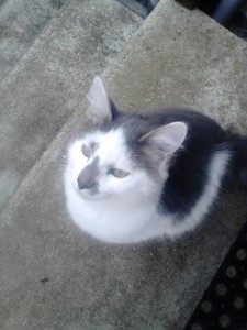 Chat trouvé à Ciry-le-Noble