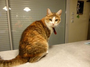 Chat perdu (Les Bizots)