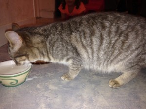 Chat trouvé à Blanzy