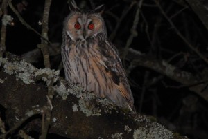 Nos amis les oiseaux et….