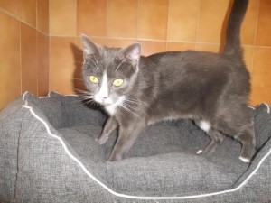 Du côté des «Cat’Patt»