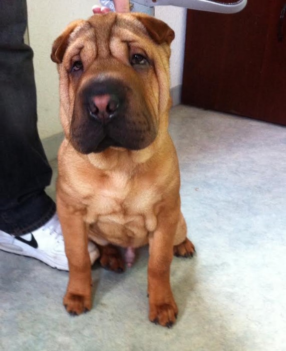 spa chien 0202152
