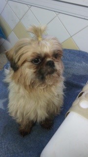 spa chien 0202153