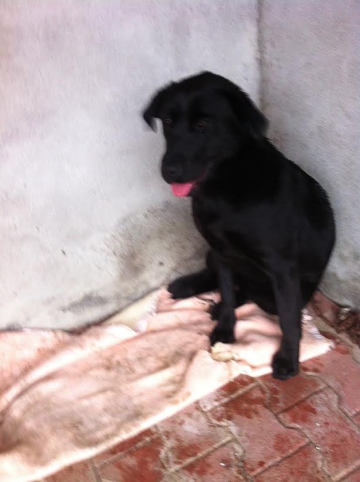 spa chien 0202156