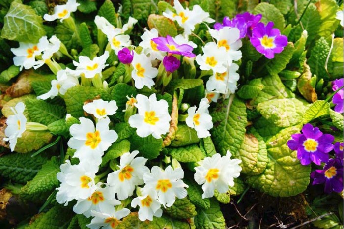 fleurs 0803154