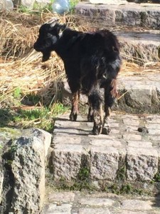 Insolite à Saint-Vallier