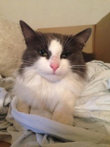 Chat trouvé à  Dompierre-sous-Sanvignes