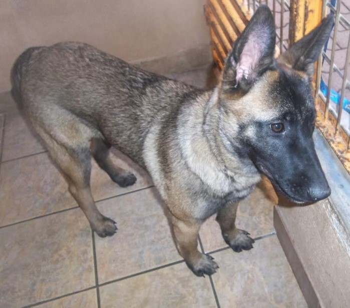 spa chien 0103152
