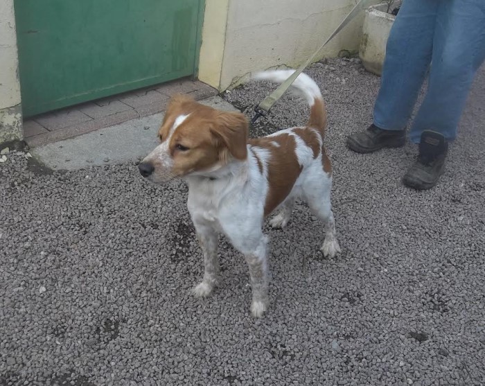 spa chien 0403152