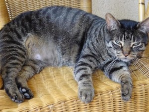 Chat perdu