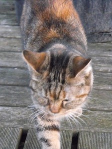 Chat perdu