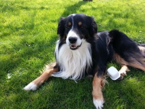Chien perdu (Blanzy)