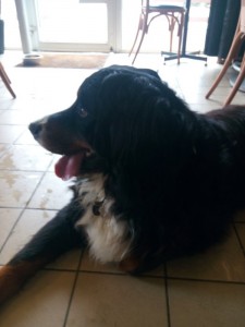 Chien trouvé à Saint-Vallier